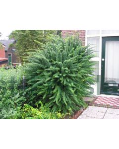 Berberis thunbergii 30-40 cm C2