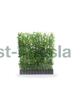 Hedera hibernica Haagelement b120 x h120 cm
