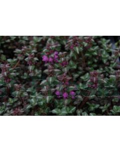 Lamium mac. 'Shell Pink' P9 / 24 per kist