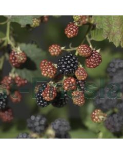 Rubus frut. 'Black Satin' 75 cm C2