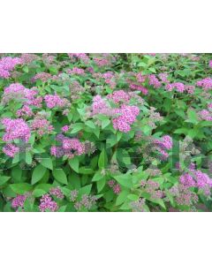 Spiraea jap. 'Manon' C2
