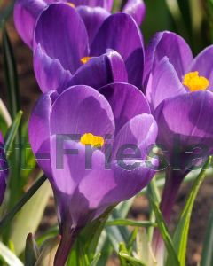 Crocus tommas. 'Ruby Giant' 5/+ per 100