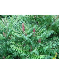 Rhus typh. 'Dissecta' 200-225 cm kluit