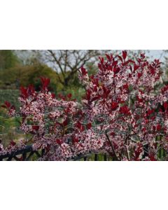 Prunus cistena C7.5 100 cm stam