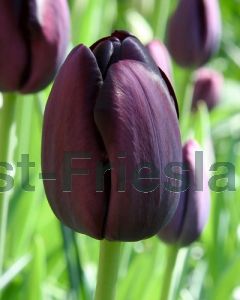 Tulipa Queen of Night 11/12 per 100