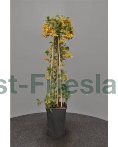 Pyracantha 'Soleil d'Or' 75 cm C2