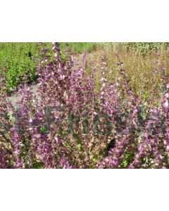 Salvia sclarea P9 / 24 per kist