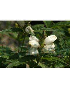 Chelone obliqua 'Alba' P9 / 24 per kist