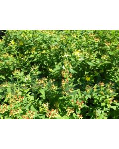 Hypericum inod. 'Elstead' C2