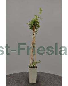 Lonicera jap. 'Hall's Prolific' 75 cm C2