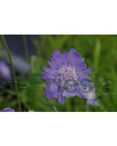 Scabiosa cauc. 'Perfecta' P9 / 24 per kist