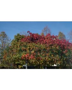 Liquidambar styr. 'Gum Ball' 10/12 C45 220 cm stam