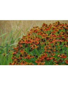 Helenium 'Moerheim Beauty' C2