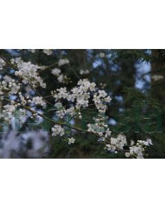 Prunus spinosa 80-120 cm kw 2-3 tak