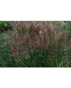 Miscanthus sin. 'Red Chief' C7.5