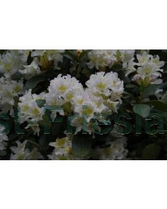 Rhododendron 'Cunningham's White' 30-40 cm C5
