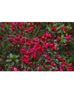 Rhododendron (AJ) 'Moederkensdag' 40-50 cm C10