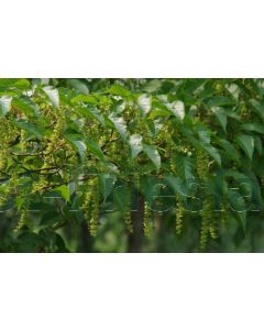 Acer rufinerve 300-350 cm C130  Meerstam