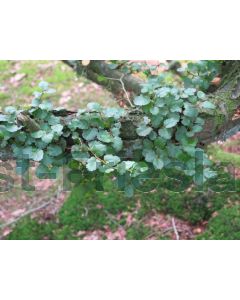 Nothofagus antarctica 175-200 cm C30