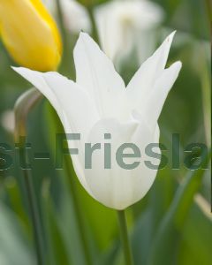 Tulipa White Triumphator 12/+ per 100