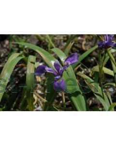 Iris versicolor P9 / 24 per kist