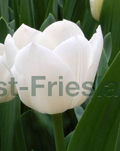 Tulipa Royal Virgin 12/+ per 100