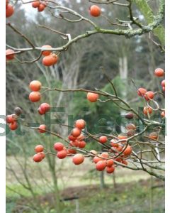 Crataegus lavalleei 'Carrierei' 16/18 C90