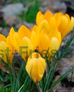 Crocus Golden Yellow 8/9 per 100