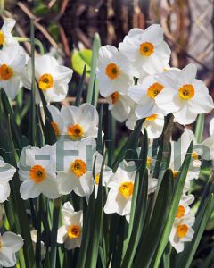 Narcissus Geranium 12/14 per 100