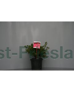 Rhododendron (AJ) 'Anouk' C2