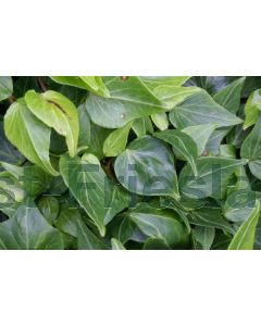 Hedera hel. 'Natasja' 75 cm C2