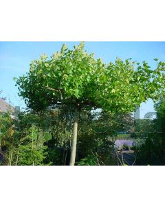 Platanus hispanica 10/12 kw leivorm 200 cm stam