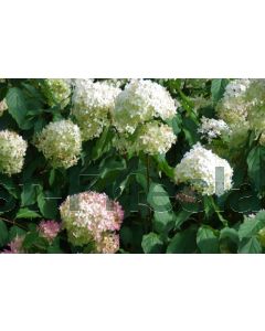 Hydrangea pan. 'Phantom' 125-150 cm C20