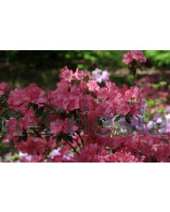 Rhododendron (AJ) 'Blaauw's Pink' C4