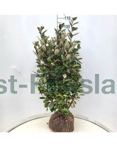 Elaeagnus ebb.'Compacta' 80-100 cm kluit