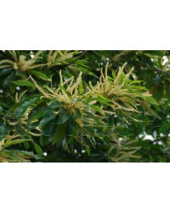 Castanea sativa 350-400 cm C230