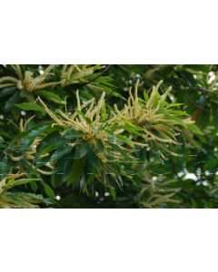 Castanea sativa 14/16 drkl