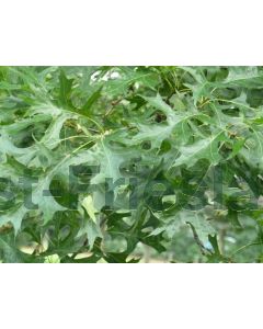 Quercus palustris 20/25 C110 220 cm stam 2-jarig voorgeleid