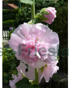 Alcea ros. 'Pleniflora' rose P9 / 24 per kist
