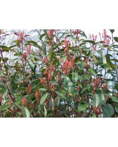Photinia fras. 'Red Robin' 8/10 C50 leischerm 150 cm stam