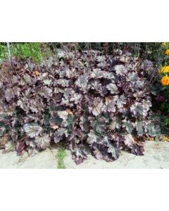 Heuchera 'Plum Pudding' C2