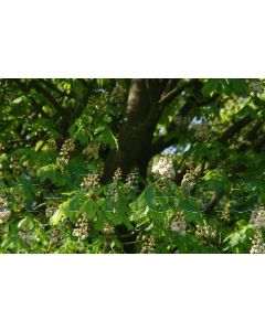 Aesculus hippocastanum 10/12 kw