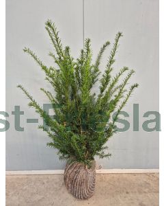 Taxus baccata 50-60 cm kluit