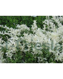 Euonymus fort. 'Harlequin' P13