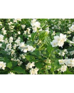 Philadelphus coronarius 40-60 cm kw 2-3 tak
