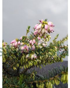 Erica darl. 'Ghost Hills' P10