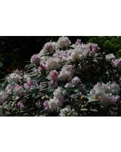 Rhododendron (Y) 'Schneewolke' 30-40 cm C5