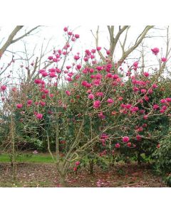 Magnolia 'Cleopatra'® 150-175 cm C20