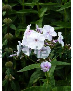 Phlox (P) 'Lavendelwolke' P9 / 24 per kist