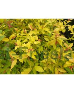 Spiraea jap. 'Goldflame' 30-40 kw 2-3 tak